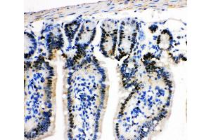 Anti-MCM2 antibody, IHC(P) IHC(P): Mouse Intestine Tissue (MCM2 抗体  (C-Term))