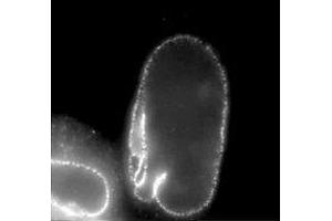 Immunofluorescence (IF) image for anti-Nucleoporin 62kDa (NUP62) (AA 1-179), (Phenylalanine-Glycine Repeat) antibody (ABIN2452063) (NUP62 抗体  (Phenylalanine-Glycine Repeat))