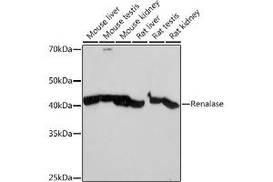 Western blot analysis of extracts of various cell lines, using Renalase Rabbit mAb (ABIN7269912) at 1:1000 dilution. (RNLS 抗体)