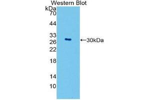 Western Blotting (WB) image for anti-GATA Binding Protein 4 (GATA4) (AA 201-442) antibody (ABIN1980408)