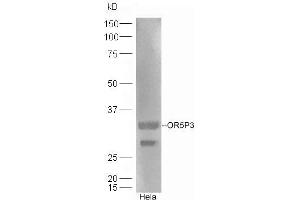 HeLa lysates probed with Rabbit Anti-OR5P3 Polyclonal Antibody, Unconjugated (ABIN1387911) at 1:300 overnight at 4 °C. (OR5P3 抗体  (AA 211-311))