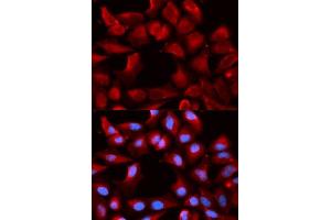 Immunofluorescence analysis of U2OS cells using DNAJB1 antibody. (DNAJB1 抗体  (AA 1-340))