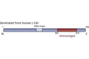 Image no. 3 for anti-Cas-Br-M (Murine) Ecotropic Retroviral Transforming Sequence (CBL) (AA 595-810) antibody (ABIN967971) (CBL 抗体  (AA 595-810))