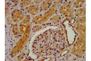 IHC image of ABIN7149966 diluted at 1:300 and staining in paraffin-embedded human kidney tissue performed on a Leica BondTM system. (DMGDH 抗体  (AA 429-524))