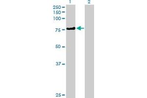Western Blot analysis of KLHL4 expression in transfected 293T cell line by KLHL4 MaxPab polyclonal antibody. (Kelch-Like 4 抗体  (AA 1-718))