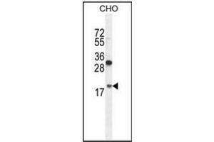 Western blot analysis in CHO cell line lysates (35 ug/lane) using RPL27A Antibody (C-term) Cat. (RPL27A 抗体  (C-Term))
