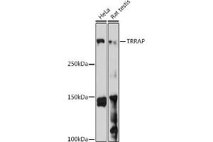 Western blot analysis of extracts of various cell lines, using TRRAP antibody (ABIN7270906) at 1:1000 dilution. (TRRAP 抗体)
