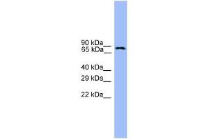 WB Suggested Anti-USP1 Antibody Titration: 0.
