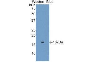 Western Blotting (WB) image for anti-Lysozyme (LYZ) (AA 22-143) antibody (ABIN1078300) (LYZ 抗体  (AA 22-143))