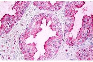 Anti-GJA5 / Connexin 40 antibody IHC staining of human prostate. (Cx40/GJA5 抗体  (C-Term))
