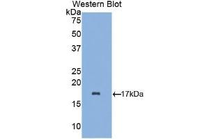Detection of Recombinant aLA, Mouse using Polyclonal Antibody to Alpha-Lactalbumin (aLA) (LALBA 抗体  (AA 24-141))