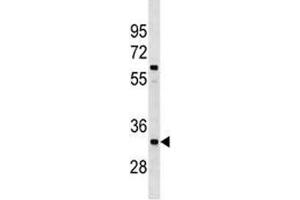 XRCC4 antibody western blot analysis in A549 lysate (XRCC4 抗体  (AA 205-234))