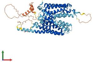 Protein Structure (PS) image for Solute Carrier Family 43, Member 2 (SLC43A2) (AA 1-569) protein (His tag) (ABIN7548948)