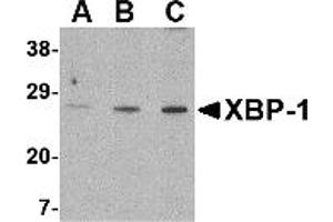 Western Blotting (WB) image for anti-X-Box Binding Protein 1 (XBP1) (C-Term) antibody (ABIN1030805) (XBP1 抗体  (C-Term))