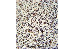 LSP1 Antibody immunohistochemistry analysis in formalin fixed and paraffin embedded human lymph tissue followed by peroxidase conjugation of the secondary antibody and DAB staining. (LSP1 抗体  (AA 108-134))