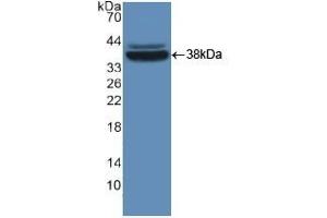 Detection of Recombinant MVP, Mouse using Polyclonal Antibody to Major Vault Protein (MVP) (MVP 抗体  (AA 2-272))