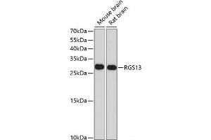 Western blot analysis of extracts of various cell lines using RGS13 Polyclonal Antibody at dilution of 1:1000. (RGS13 抗体)