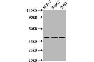 Western Blot Positive WB detected in: MCF-7 whole cell lysate, HepG2 whole cell lysate, 293T whole cell lysate All lanes: POU5F1B antibody at 6. (POU5F1B 抗体  (AA 10-138))
