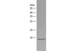 Western Blotting (WB) image for Chemokine (C-X-C Motif) Ligand 14 (CXCL14) (AA 23-99) protein (His tag) (ABIN7122333) (CXCL14 Protein (AA 23-99) (His tag))