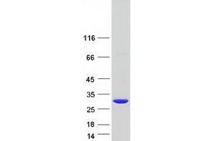 Western Blotting (WB) image for 5',3'-Nucleotidase, Cytosolic (NT5C) protein (Myc-DYKDDDDK Tag) (ABIN2727656)