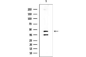 Western blot analysis of lysates from Mouse liver, using ANGPTL4 Mouse Monoclonal Antibody at 1/1000 dilution.