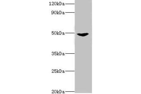 MAP2K5 antibody  (AA 1-190)