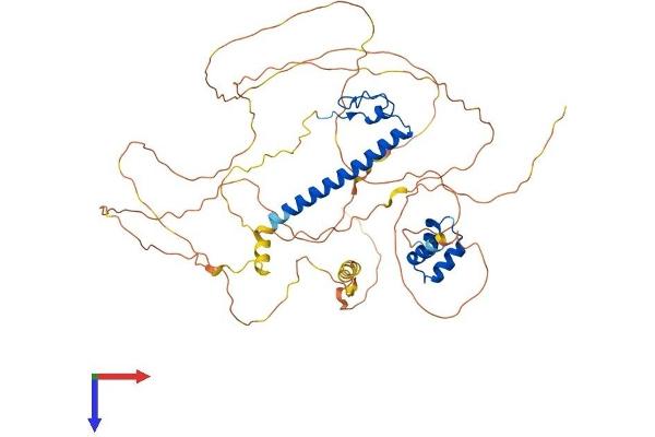 DMRTA2 Protein (AA 1-542) (His tag)