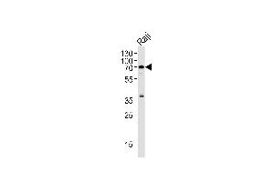 RIPK2 Antibody (N-term) (ABIN1881750 and ABIN2846672) western blot analysis in Raji cell line lysates (35 μg/lane). (RIPK2 抗体  (N-Term))