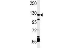 Western blot analysis of HIF-1 alpha antibody and mouse cerebellum tissue lysate (HIF1A 抗体  (AA 728-757))