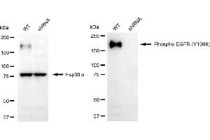 Western blotting analysis using phospho-EGFR (Y) antibody (ABIN7798468). (Recombinant EGFR 抗体  (pTyr1068))