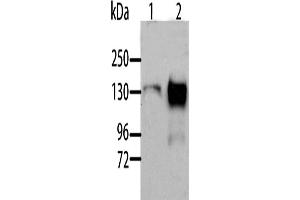 Western Blotting (WB) image for anti-Aldehyde Oxidase 1 (AOX1) antibody (ABIN2429101)