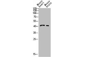 Western blot analysis of YT5408wb4147442094 lysis using INHBB Antibody antibody. (INHBB 抗体  (C-Term))