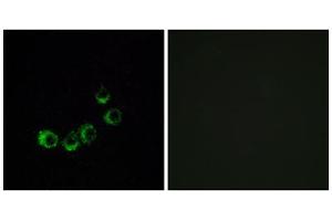 Immunofluorescence analysis of MCF-7 cells, using OR10A5 antibody. (OR10A5 抗体  (C-Term))