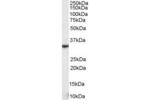 Western Blotting (WB) image for anti-Killer Cell Lectin-Like Receptor Subfamily K, Member 1 (KLRK1) (Internal Region) antibody (ABIN185435)