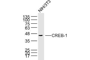 NIH/3T3 cell lysates probed with CREB1 (6B4) Monoclonal Antibody, unconjugated (bsm-33196M) at 1:300 overnight at 4°C followed by a conjugated secondary antibody for 60 minutes at 37°C. (CREB1 抗体)