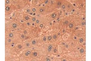Immunohistochemistry (IHC) image for anti-Pyruvate Kinase, Liver and RBC (PKLR) (AA 219-420) antibody (ABIN7431302)