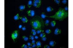 Anti-PECR mouse monoclonal antibody (ABIN2453445) immunofluorescent staining of COS7 cells transiently transfected by pCMV6-ENTRY PECR (RC200822). (PECR 抗体)