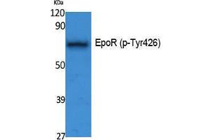 Western Blotting (WB) image for anti-Erythropoietin Receptor (EPOR) (pTyr426) antibody (ABIN3183073) (EPOR 抗体  (pTyr426))