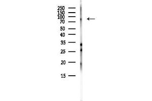 anti-Major Facilitator Superfamily Domain Containing 6 (MFSD6) antibody