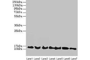 Western blot All lanes: ATP6V1G2 antibody at 12 μg/mL Lane 1: Rat heart tissue Lane 2: Mouse spleen tissue Lane 3: Hela whole cell lysate Lane 4: HepG2 whole cell lysate Lane 5: A549 whole cell lysate Lane 6: HT29 whole cell lysate Lane 7: K562 whole cell lysate Secondary Goat polyclonal to rabbit IgG at 1/10000 dilution Predicted band size: 14, 9 kDa Observed band size: 14 kDa (ATP6V1G2 抗体  (AA 1-118))