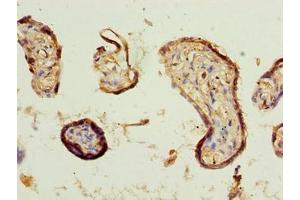 Immunohistochemistry of paraffin-embedded human placenta tissue using ABIN7148556 at dilution of 1:100 (COBLL1 抗体  (AA 1-106))