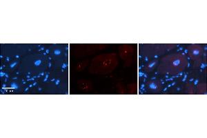 Rabbit Anti-DPF3 Antibody    Formalin Fixed Paraffin Embedded Tissue: Human Adult heart  Observed Staining: Nuclear Primary Antibody Concentration: 1:600 Secondary Antibody: Donkey anti-Rabbit-Cy2/3 Secondary Antibody Concentration: 1:200 Magnification: 20X Exposure Time: 0. (DPF3 抗体  (N-Term))