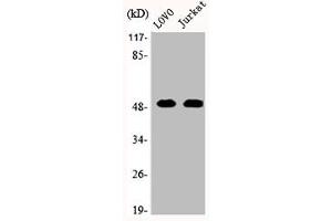 Western Blot analysis of LOVO Jurkat cells using JNK3 Polyclonal Antibody (ERK2 抗体  (C-Term))