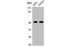 Western Blotting (WB) image for anti-Mitogen-Activated Protein Kinase 1 (MAPK1) (C-Term) antibody (ABIN7185069)