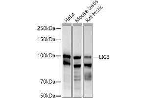 Western blot analysis of extracts of various cell lines, using (ABIN6130288, ABIN6143207, ABIN6143208 and ABIN6217532) at 1:1000 dilution. (LIG3 抗体  (AA 730-1009))