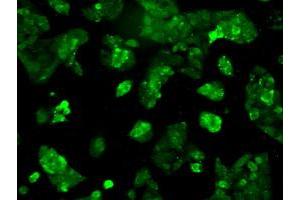 Immunofluorescent staining of HepG2 cells using anti-RNF144B mouse monoclonal antibody (ABIN2453604). (RNF144B 抗体  (AA 1-256))