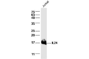 Jurkat lysates probed with IL24 Polyclonal Antibody, Unconjugated  at 1:300 dilution and 4˚C overnight incubation. (IL-24 抗体  (AA 121-206))