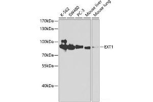 Western blot analysis of extracts of various cell lines using EXT1 Polyclonal Antibody at dilution of 1:1000. (EXT1 抗体)