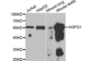 Western Blotting (WB) image for anti-HIV-1 Rev Binding Protein (HRB) antibody (ABIN1980310) (AGFG1 抗体)