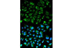 Immunofluorescence (IF) image for anti-Protein Kinase, CAMP-Dependent, Regulatory, Type I, alpha (Tissue Specific Extinguisher 1) (PRKAR1A) (AA 1-250) antibody (ABIN3021148)